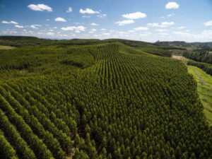 Plantaciones de eucalipto - ProPrintweb